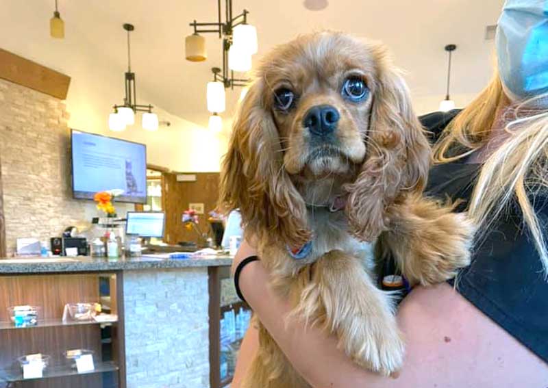 Carousel Slide 9: Dog veterinary care