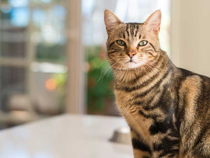 Should You Leave Your Cat Alone for a Long Weekend?