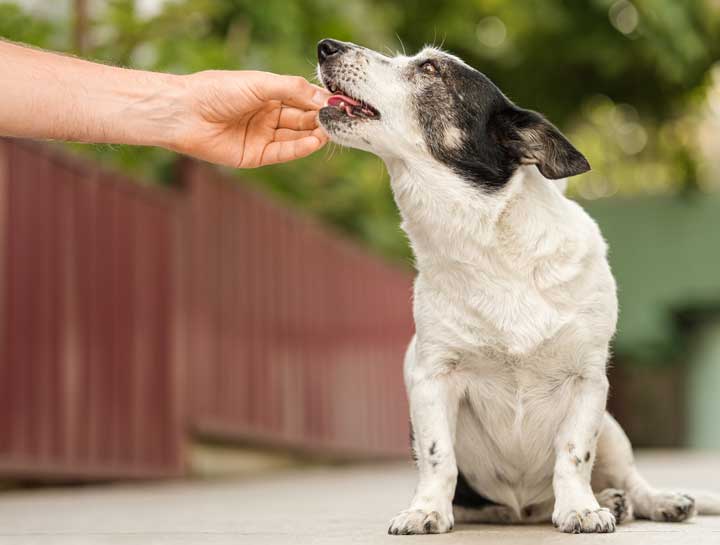 What You Can Do to Protect Your Dog From Worms