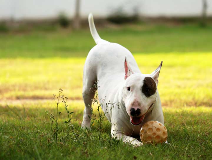 Round Lake Dog Playing