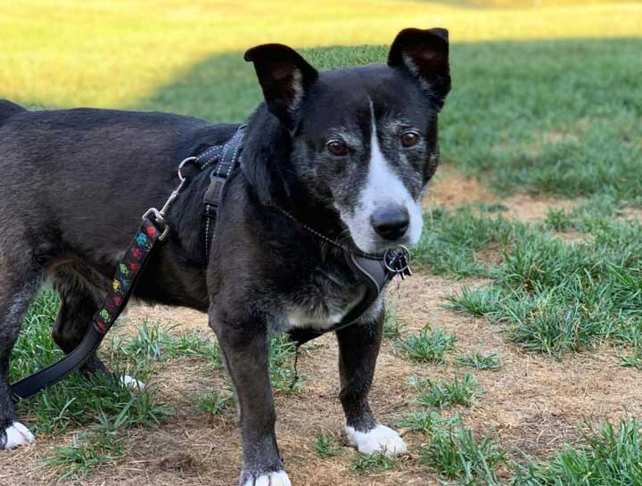Senior Pet Care