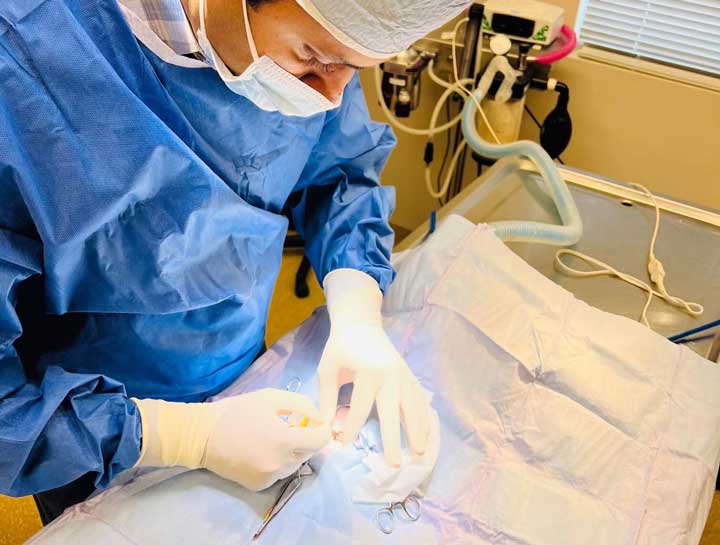 Spay & Neuter Procedures