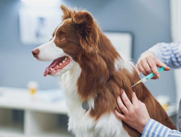 Boarding Vaccine Requirements